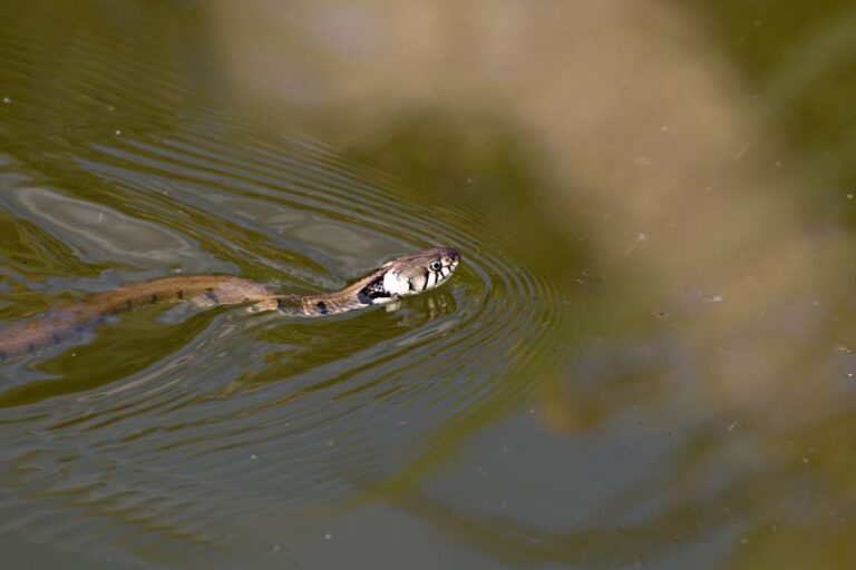 Grass Snake Swimming in Small Pond