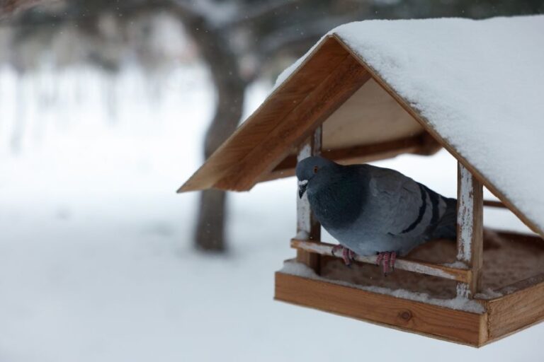 Pigeon Sitting on Empty Bird Feeder