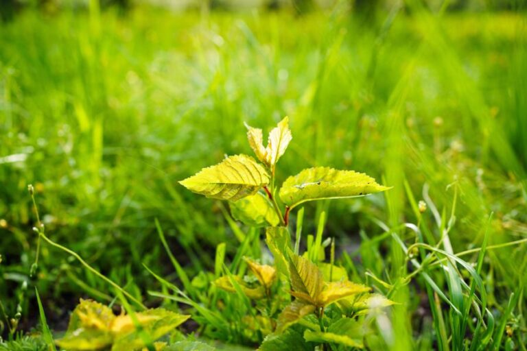 Young Tree Sprouting Out of Grass