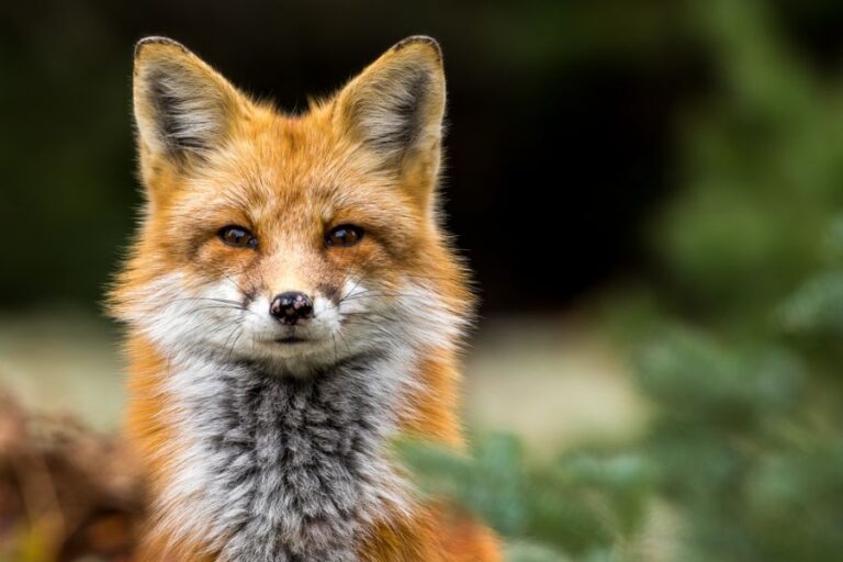 Closeup of Red Fox Making Eye Contact With Forest in Background