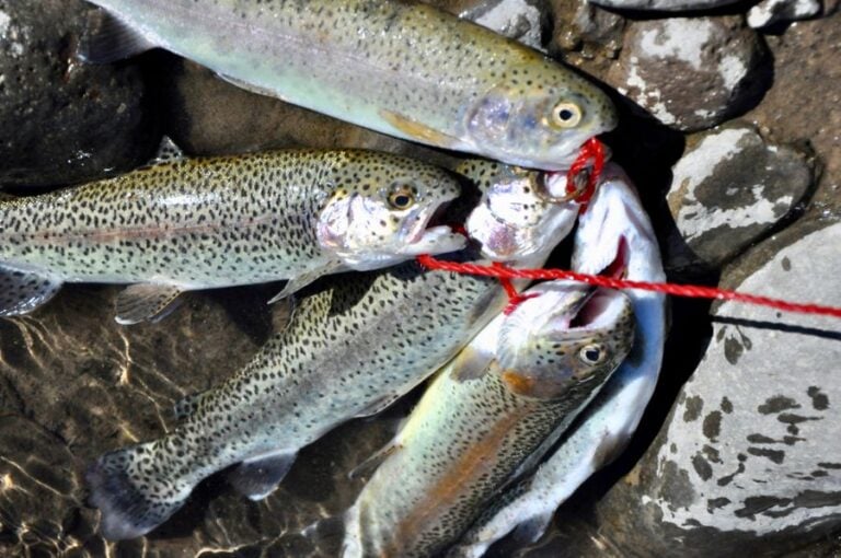 Closeup of a String of Freshly Caught Trout