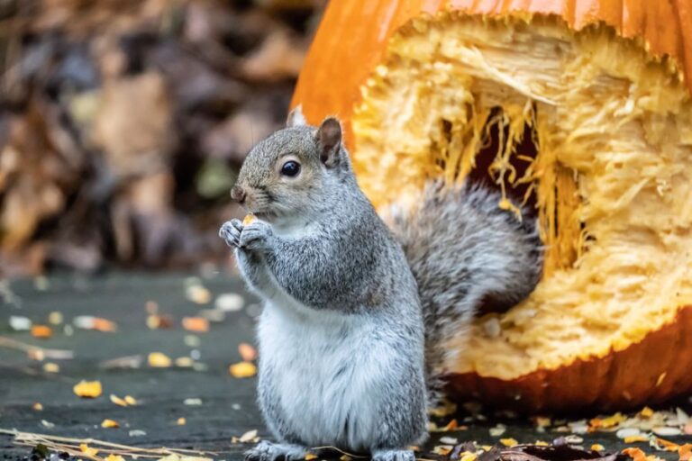 Hungry Gray Squirrel Eating Pumpkin Seeds From a Halloween Pumpkin
