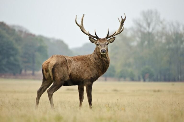 Male Adult Red Deer Standing in Field
