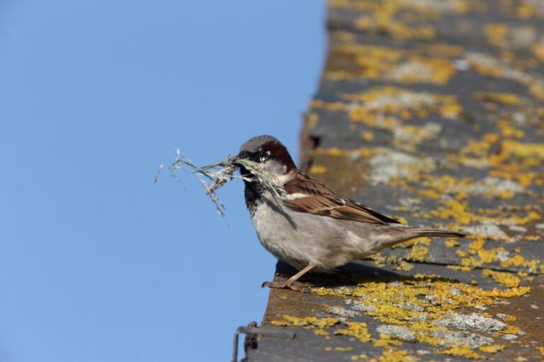 Male House Sparrow With Nesting Materials