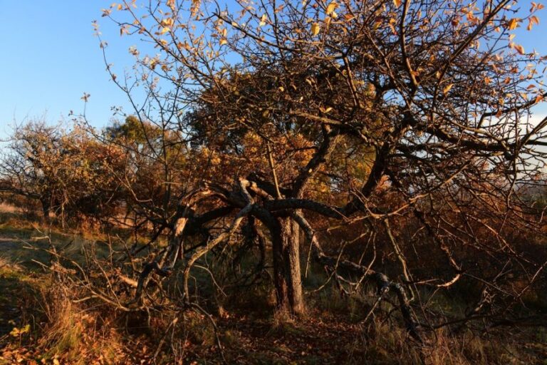 Old, Dying Apple Tree in an Abandoned Orchard