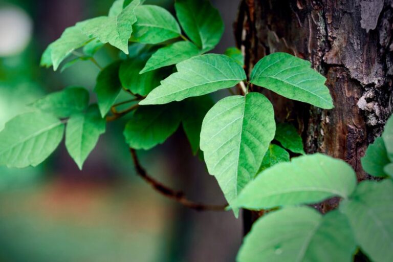 Poison Ivy Growing on a Pine Tree