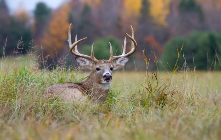 White Tailed Deer Buck Resting in the Grass