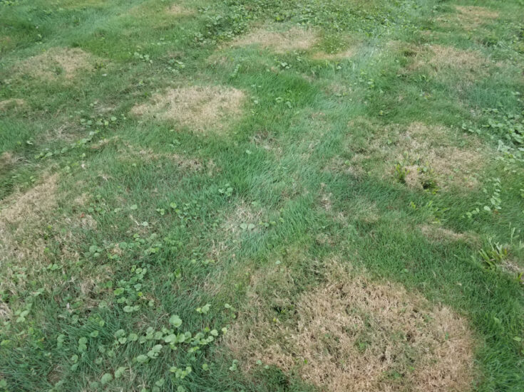 3 Subtle Ways Putting Patio Furniture on Grass Ruins Your Yard My