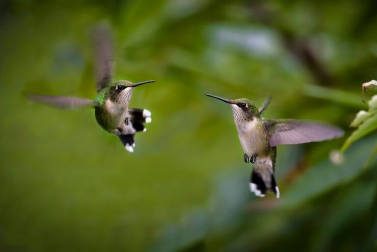 A Beautiful Pair of Hummingbirds Chasing Each Other Through the Air