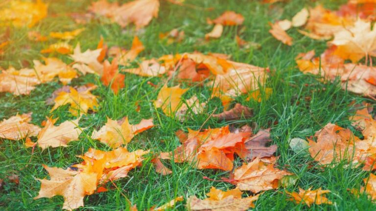 Autumn Leaves Laying in the Grass