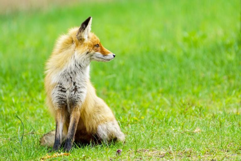 4 Simple Ways to Keep Squirrels Off Your Deck My Backyard Life