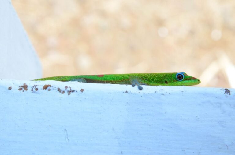 Gold Dust Day Gecko Lying on the Edge of a Blue Patio