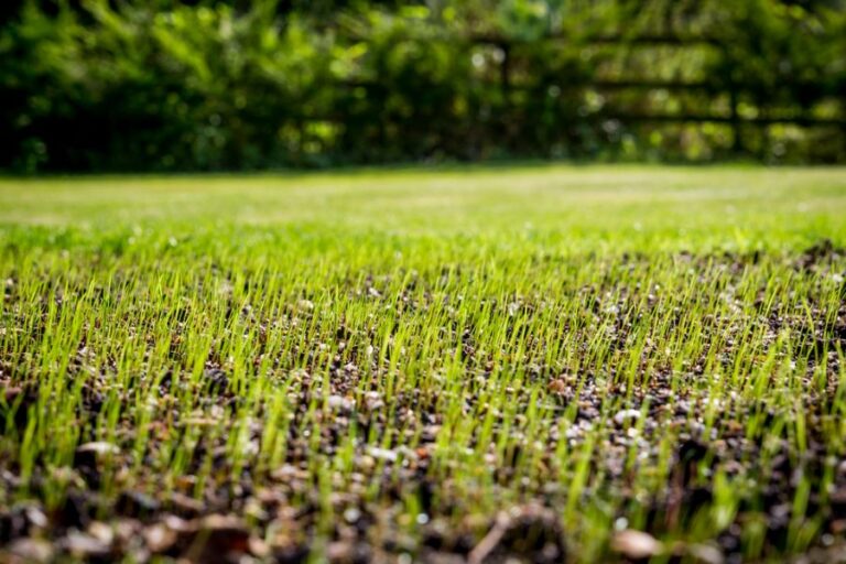 Grass Seed Growing in a New Yard