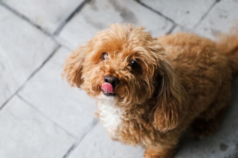 Red Bichon Poodle Mix Sitting on Patio Outside