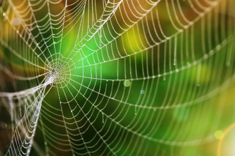 Spider Web With a Backyard in the Background