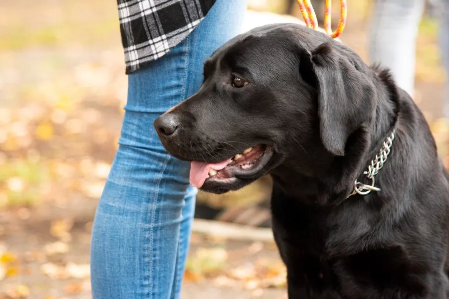 Black Lab Eying Pigeons