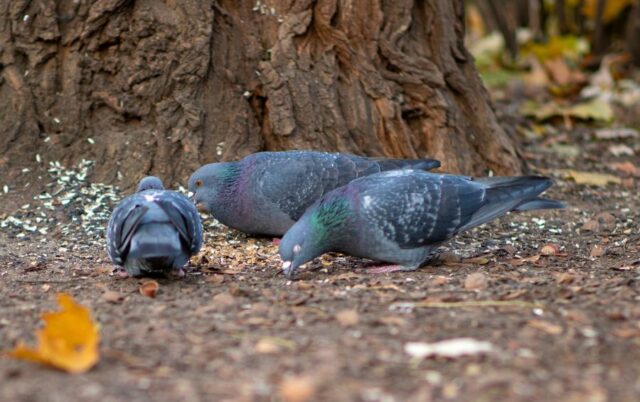 How to Stop Pigeons from Sitting on Your Fence (10 Smart Ways) - My