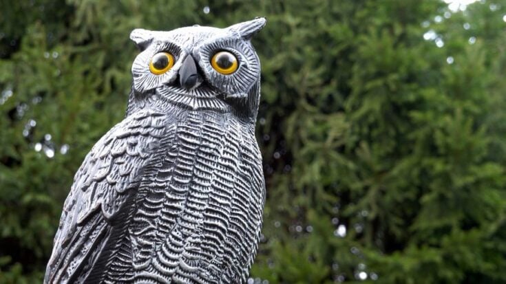 How to Stop Pigeons from Sitting on Your Fence (10 Smart Ways) - My