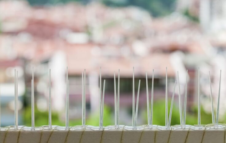 How to Stop Pigeons from Sitting on Your Fence (10 Smart Ways) - My