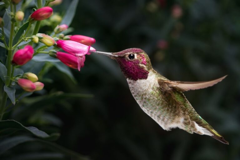 Why Do Hummingbirds Chirp? (4 Common Reasons) My Backyard Life