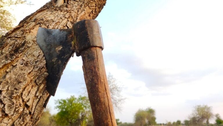 An Axe Embedded in a Small Tree