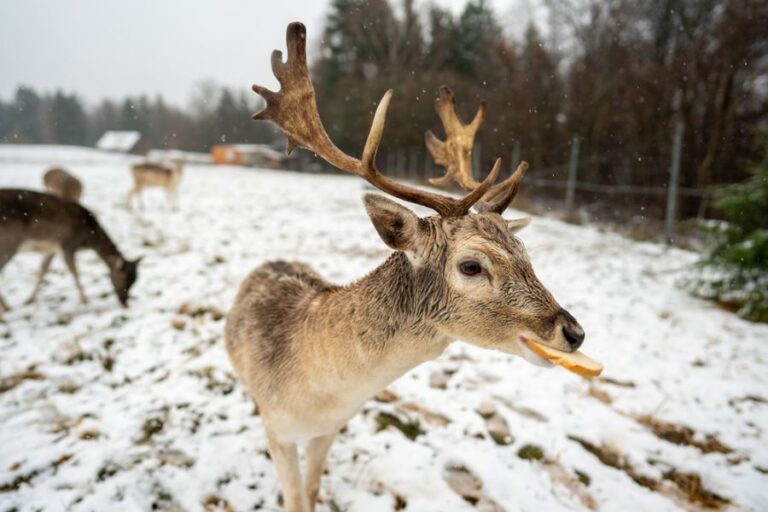European Fallow Deer Eating White Bread