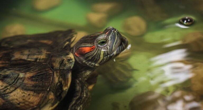 Red-Eared Slider Turtle Poking Head Above the Water