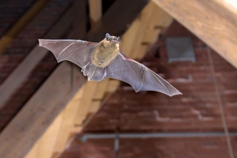 9 smart ways to keep bats away from your porch