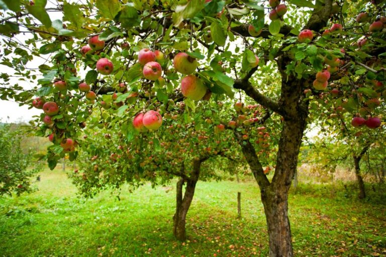 Apple Trees With Lots of Fruit in an Orchard