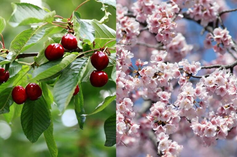 Cherry Tree vs Cherry Blossoms
