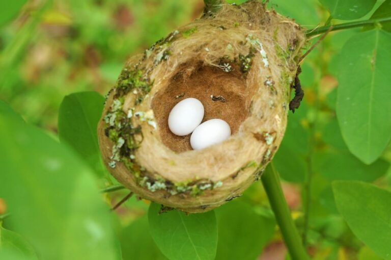 Hummingbird Nest With Two Small Eggs Inside