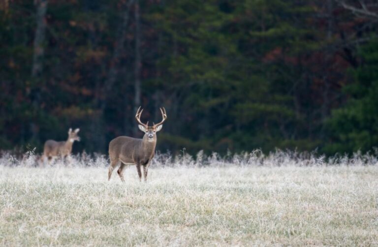 Large White-Tailed Buck Standing in Frosted Field