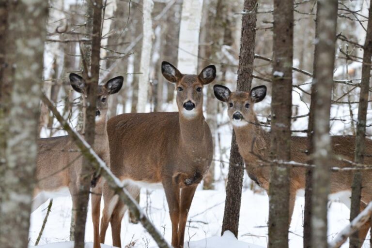 Northern Maine Whitetail Deer Peeking Through the Trees