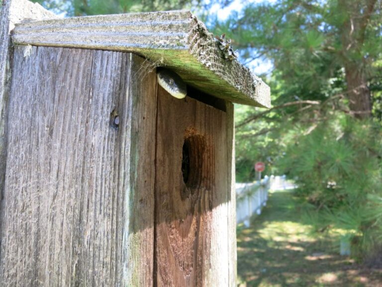Older Birdhouse With Snake Peaking Out of Top