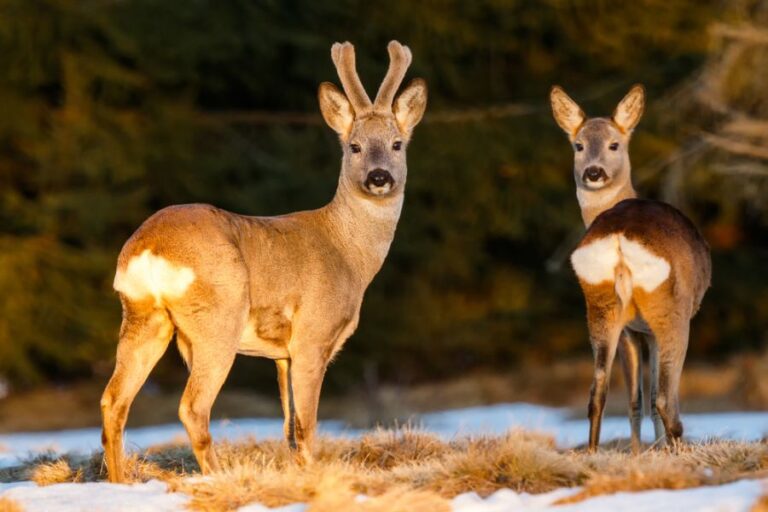 Pair of Roe Deer Looking Back in a Snowy Pasture in the Evening