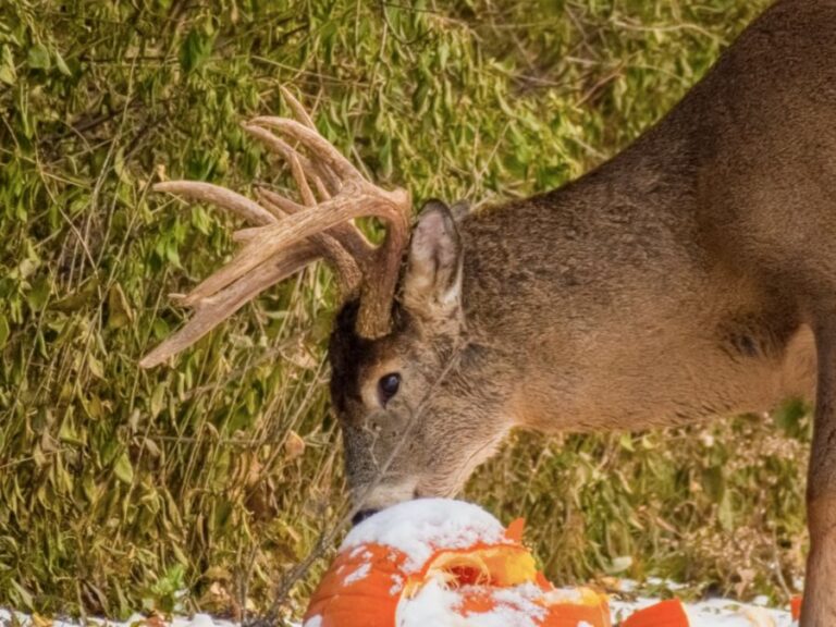 Whitetail Deer Buck Eating a Snowy Pumpkin