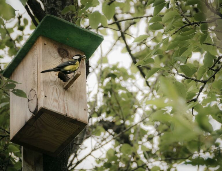 Wild Bird Sitting on Perch on Front of Birdhouse