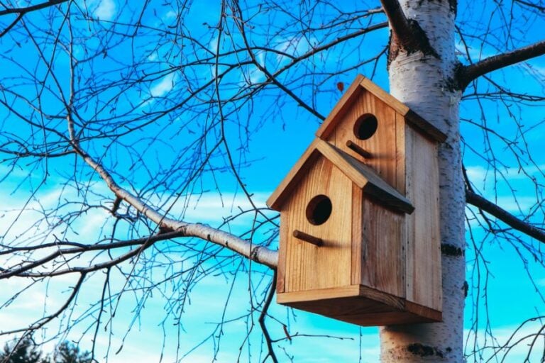 A Well Made Birdhouse Mounted to a Birch Tree