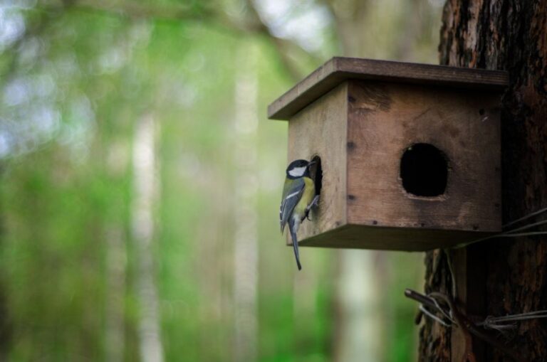 Bird Climbing in a Birdhouse on a Tree