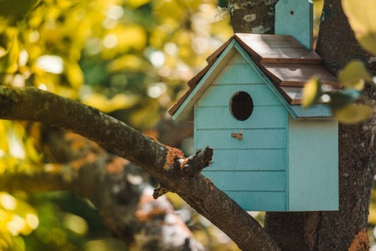 Blue Bird House Hung in the Crook of a Tree