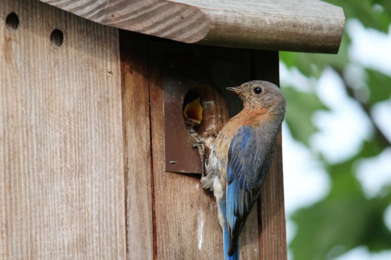 Bluebird Feeding a Baby in a Birdhouse