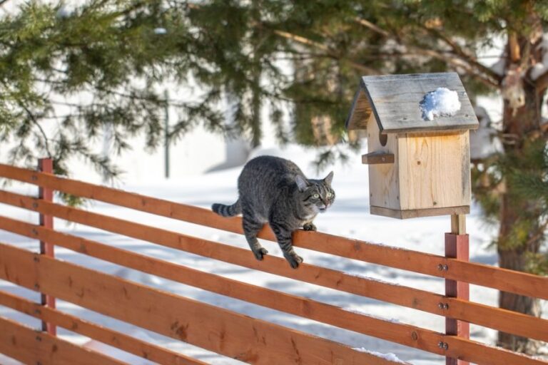 Cat on a Fence Near a Birdhouse in the Winter