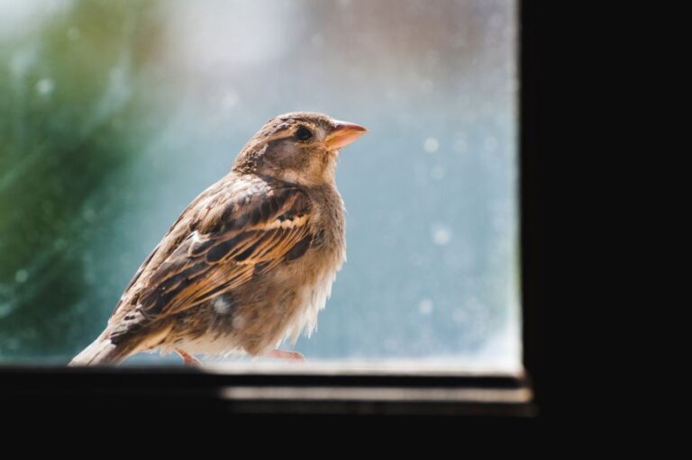 Closeup of a Sparrow Through a Window