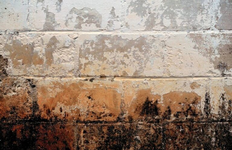Mold and Peeling Paint on a Cinder Block Wall