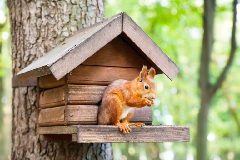 Red Squirrel Sitting in Front of the Entrance of a Birdhouse