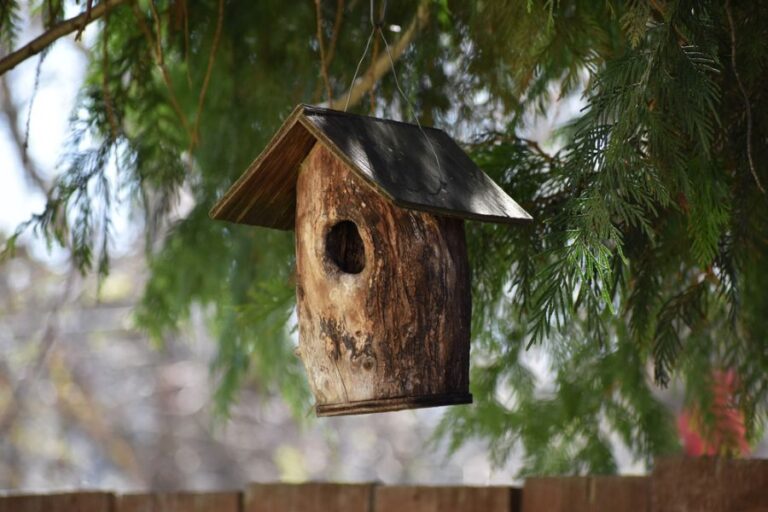 Rustic Birdhouse Hanging From an Evergreen Tree