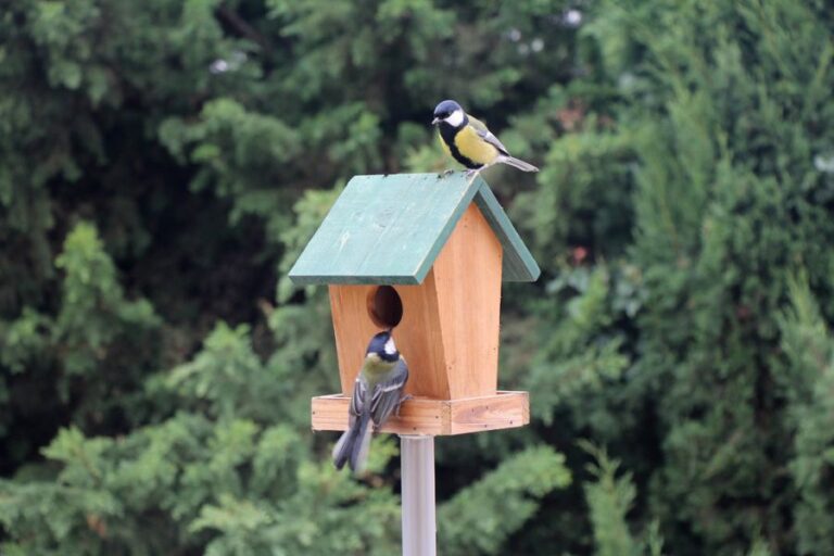 Two Titmice on a Wooden Birdhouse