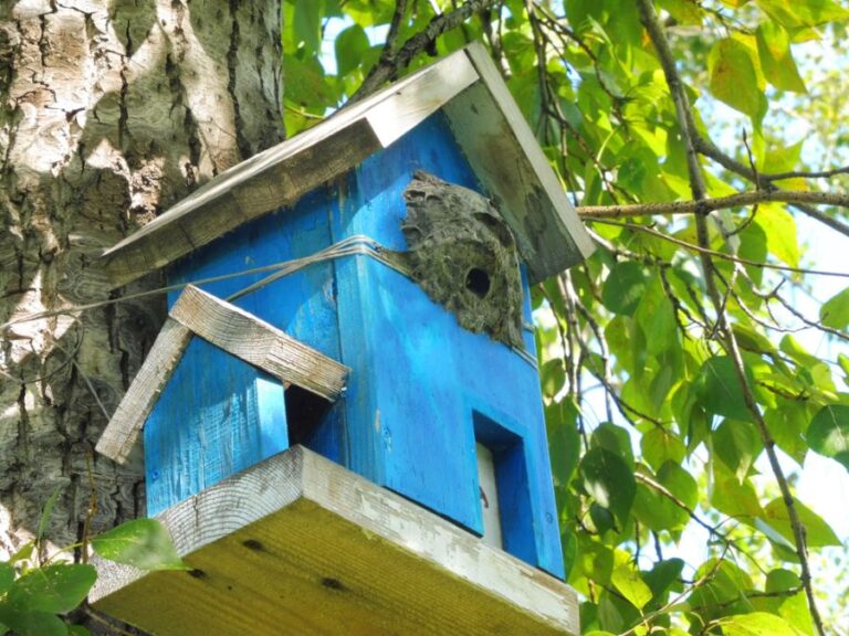Wasp Nest in a Blue Birdhouse