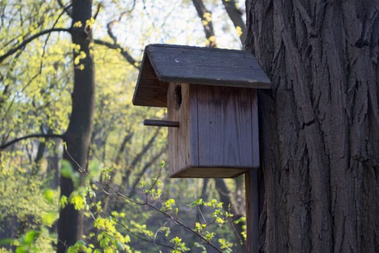 Weathered Birdhouse Mounted to a Tree in a Park