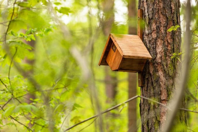 Do Birds Reuse Birdhouses